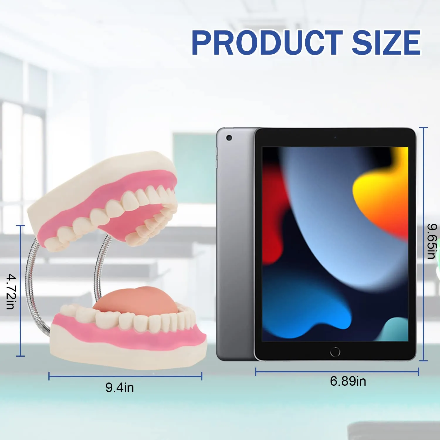 Giant Teeth Dental Demonstration Model 6x Enlarged With Toothbrush Teaching Aid