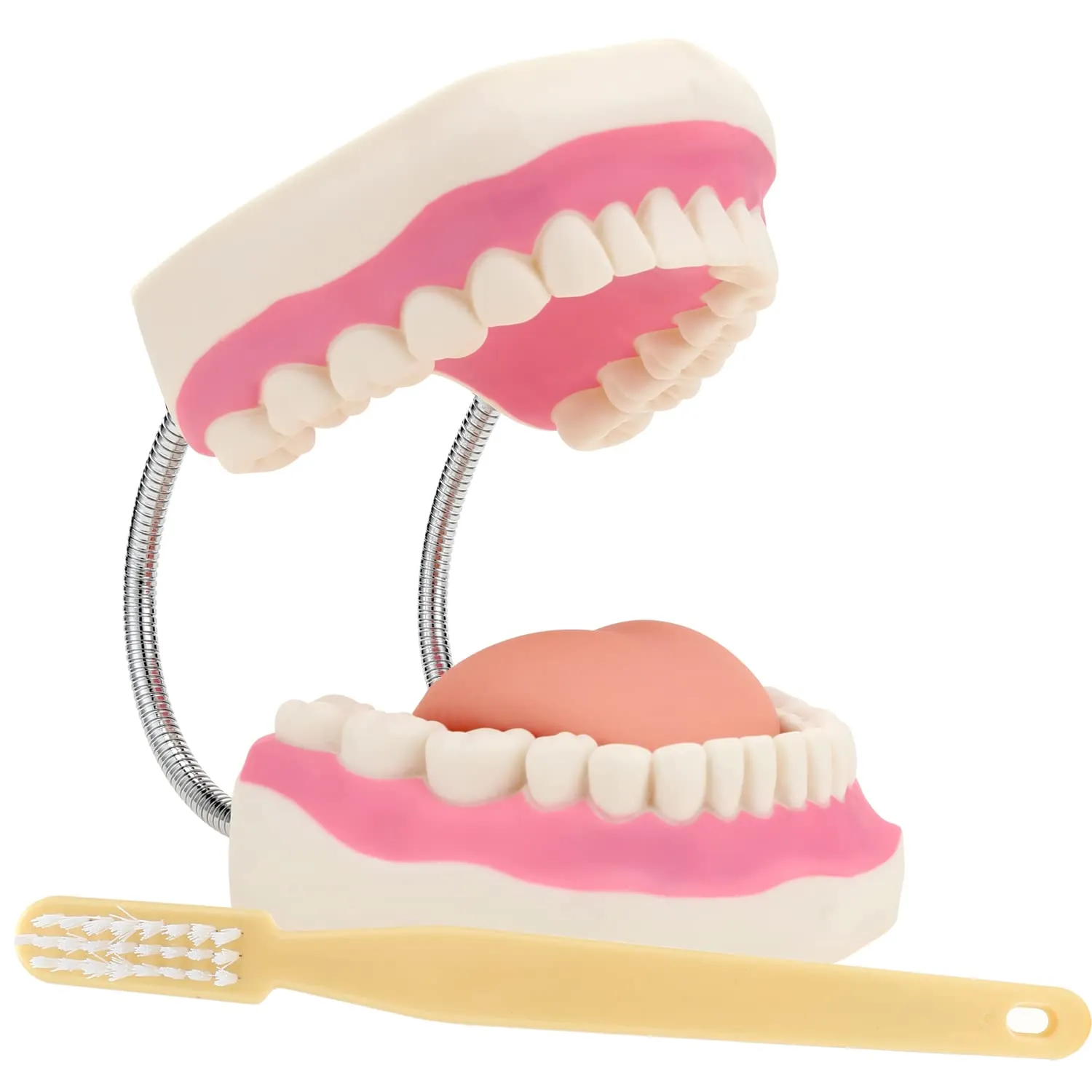 Giant Teeth Dental Demonstration Model 6x Enlarged With Toothbrush Teaching Aid