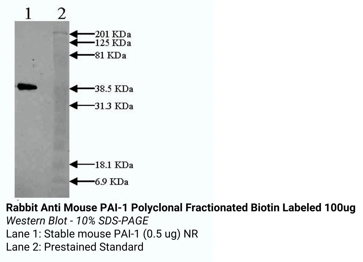 *Rabbit Anti Mouse PAI-1 Polyclonal Fractionated Biotin Labeled